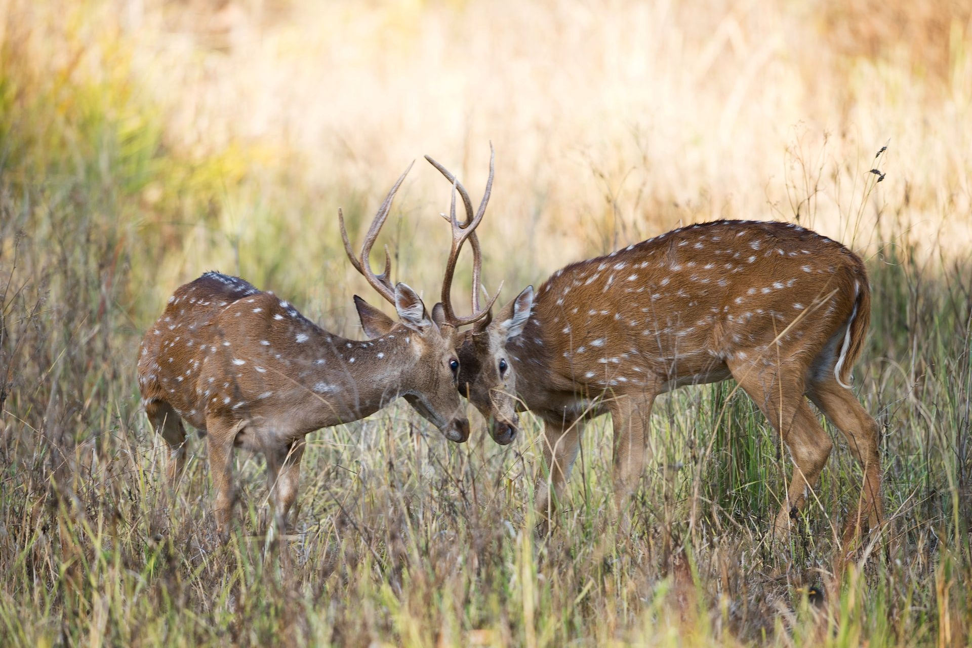 Swamp Deer